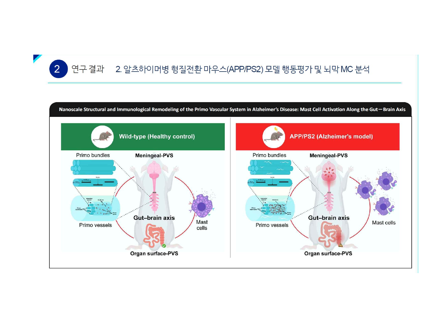 Behavioral assessment and meningeal MC analysis of Alzheimer's disease transgenic mouse (APP/PS2) model