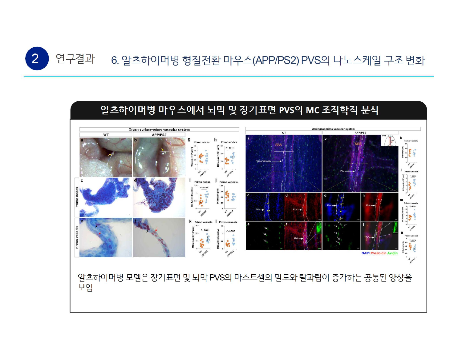 MC Histological Analysis of PVS in Meninges and Organ Surfaces